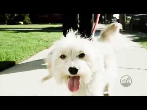 Video commercial featuring Redbarn Puff Braid